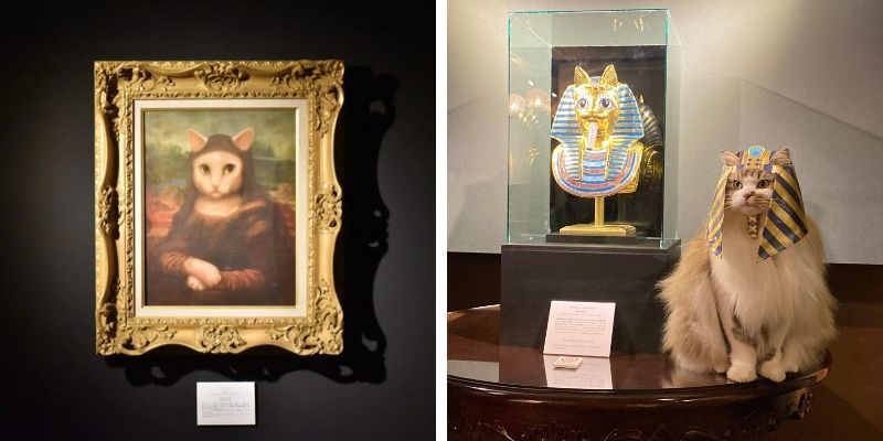 triển lãm mèo triển lãm mèo